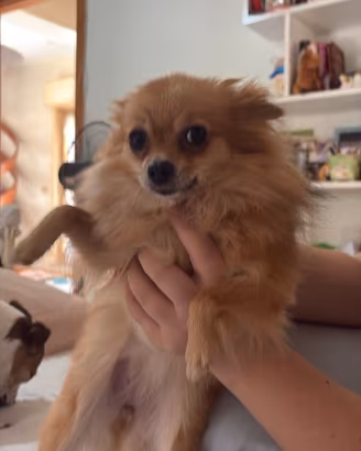 Spiz Pomerania miniCani