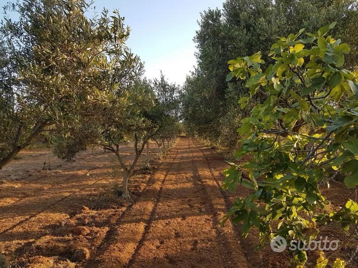 Terreno agricolo piantu - Vista 4