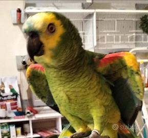 Amazzone fronte azzurroa