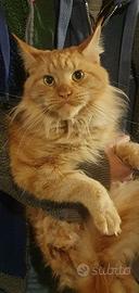 Maine coon adulto