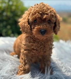 Cuccioli barboncino toy red