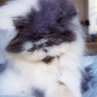 Cuccioli di Gatto Persiano