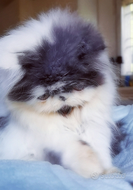 Cuccioli di Gatto Persiano