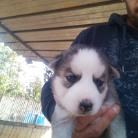 Cucciole husky