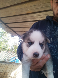 Cucciole husky