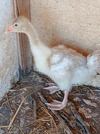 Ochetta più anatroccolo