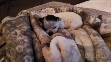 Cucciola disponibile