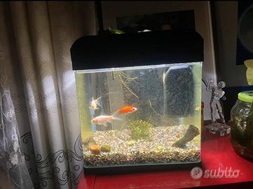 Pesci rossi con acquario
