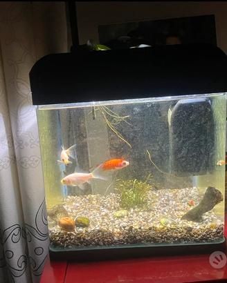 Pesci rossi con acquario