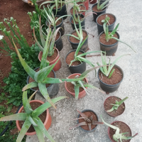 Piante di aloe