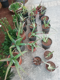 Piante di aloe