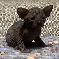Sphynx
