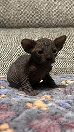 Sphynx
