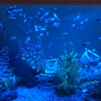 Guppi di vari colori