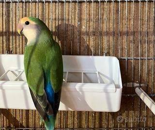 Inseparabile SESSATO maschio