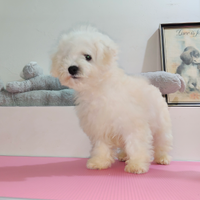 Bichon Frisè 4 Cuccioli X 4 Fortunati CENTRO NORD