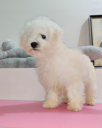 Bichon Frisè 4 Cuccioli X 4 Fortunati CENTRO NORD