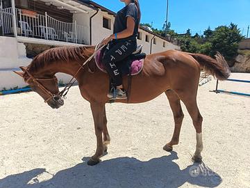 Cavallo