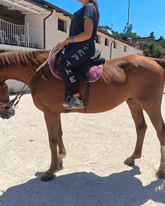 Cavallo