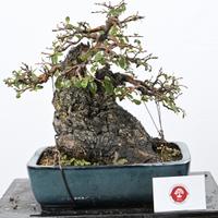 Bonsai di olmo in vaso tokoname