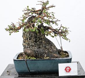 Bonsai di olmo in vaso tokoname