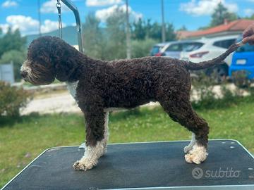 Lagotto romagnolo