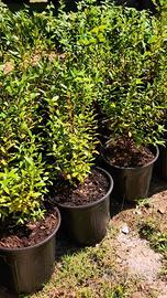 Lotto di N. 10 Piantine di Mirto Nero Sardo