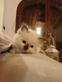 Cuccioli Sacro di Birmania