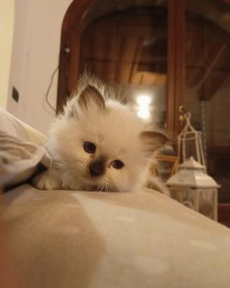 Cuccioli Sacro di Birmania
