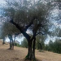 Piante di ulivo secolari