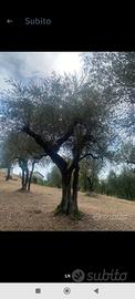 Piante di ulivo secolari