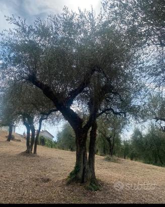 Piante di ulivo secolari