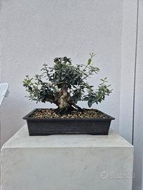 Bonsai di Olivastro