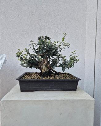 Bonsai di Olivastro