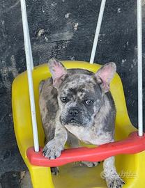 Bulldog francese Choco Merlé