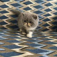 Cucciolo di exotic shorthair