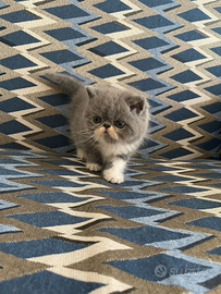 Cucciolo di exotic shorthair