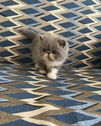 Cucciolo di exotic shorthair