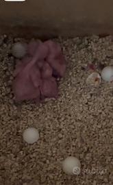 Pulli da inbecco parrocchetto dal collare