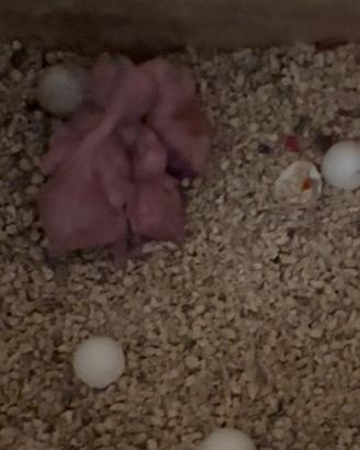 Pulli da inbecco parrocchetto dal collare