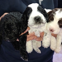 Lagotto