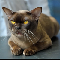 Gatti cuccioli burmese belli