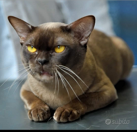 Gatti cuccioli burmese belli