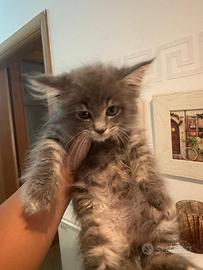 Dolcissimi Giganti Buoni di Maine coon