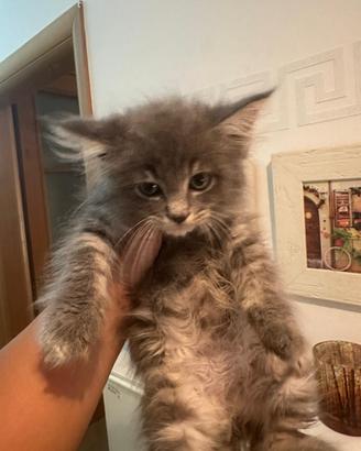 Dolcissimi Giganti Buoni di Maine coon