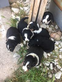 Cuccioli di Pastore Australiano