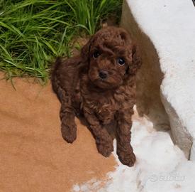 Barboncini red inteso mini toy asiatici