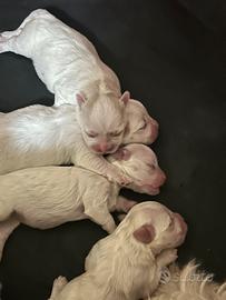 Maltese