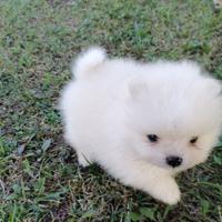 Pomerania Toy (Pom-Pom)