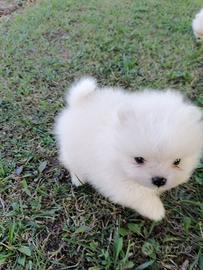 Pomerania Toy (Pom-Pom)